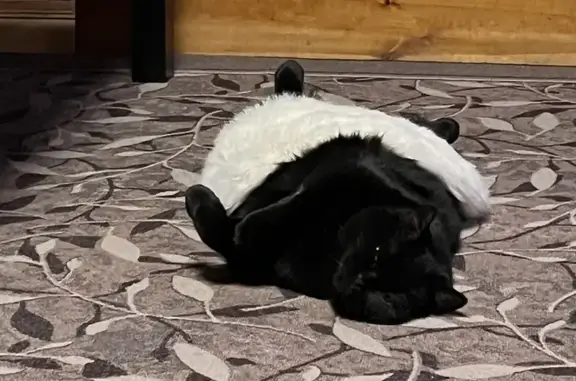 Потерянные животные Нижневартовск, фото: Пропала кошка, Нижневартовск, Югра