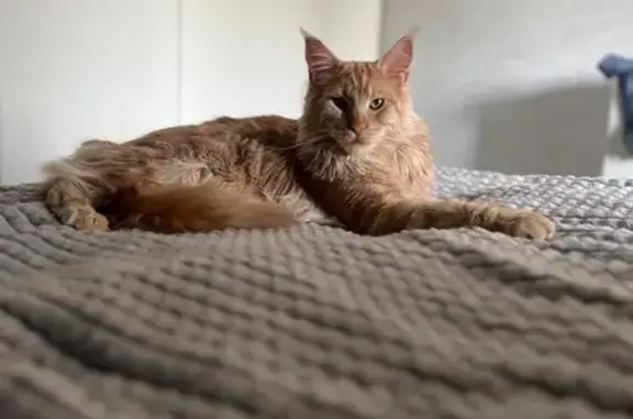 Кошки потеряшки, Набережные Челны, фото: Потеряшка рыжая кошка, ул. 40 лет Победы, НЧ