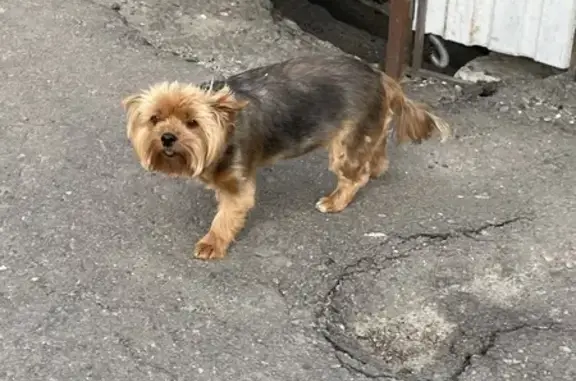 Найдена собака, Пенза, фото: Найдена собака, Пензенская ул., 7, Пенза