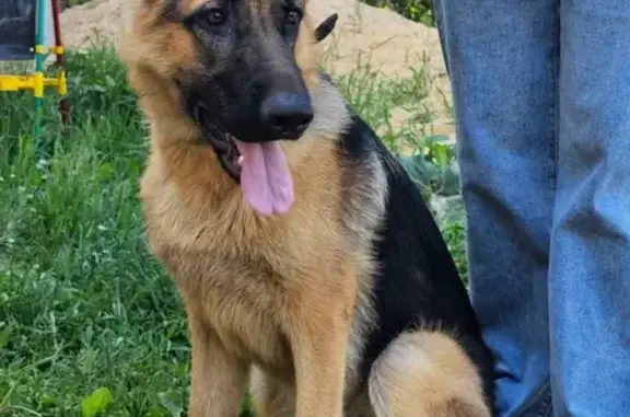 Собаки потеряшки, , фото: Потеряшка собака, ул. Устье, 72А, Трубичино