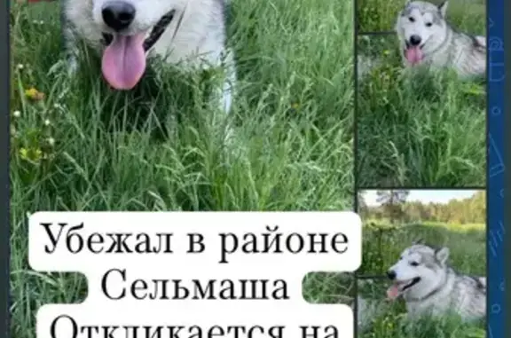 Пропала собака, Новороссийская ул., Челябинск