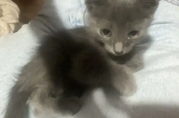 Найдена кошка, , фото: Найдена кошка, ул. Чкалова, Павловск