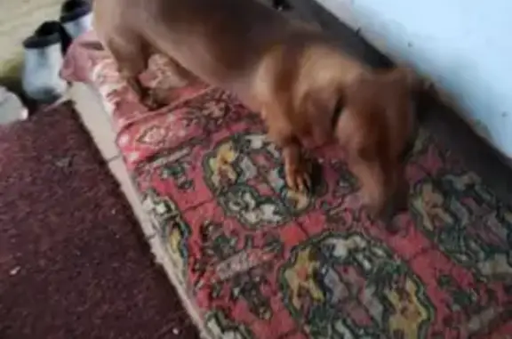 Найдена собака, Никольское, фото: Найдена такса в садах Надежда, Орел, Татарстан