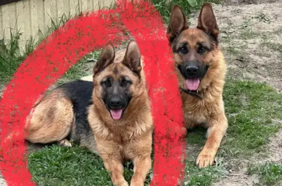 Собаки потеряшки, , фото: Потеряшка собака, Немецкая овчарка, ул. Ленина, 2