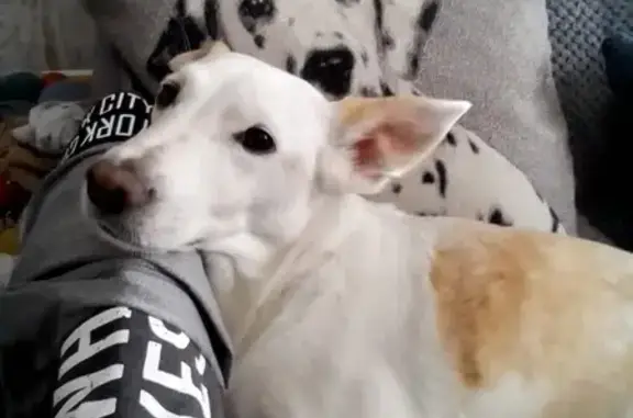 Собаки потеряшки, , фото: Потеряшка собака, ул. Островского, 6А, Светлогорск