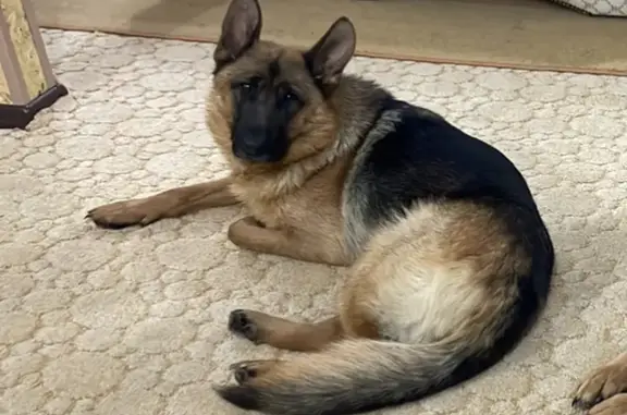 Пропала собака в ХМАО — Югра, помогите найти!