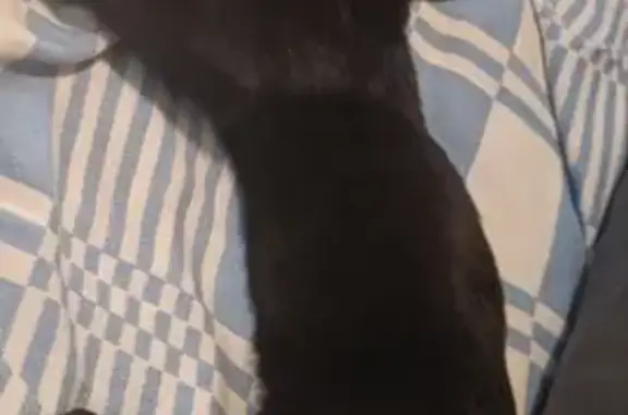 Кошки потеряшки, Сергиевское, фото: Потеряшка кот 'Цыган' в Сергиевском МО