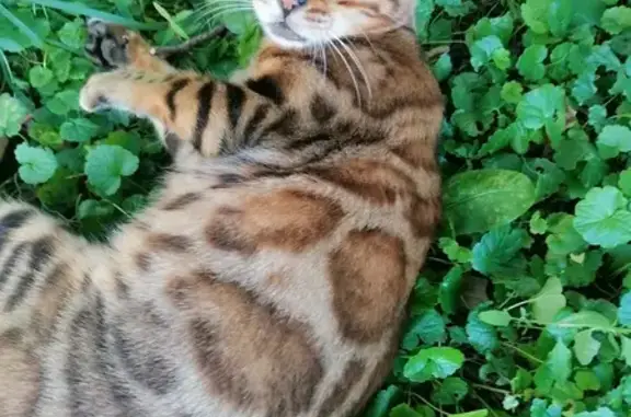 Найдена бенгальская кошка на Вокзальной, Щербинка