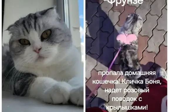 Пропала кошка, ул. Пушкина, 13, Благовещенск - photo