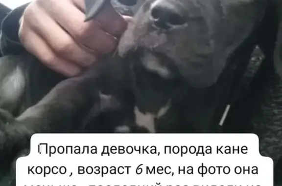 Пропала собака, Железнодорожная 61, Новокубанск