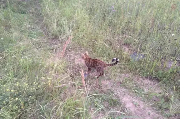 Найдена кошка, Окишино, фото: Найдена кошка у обочины 22Н-2918, Лысково