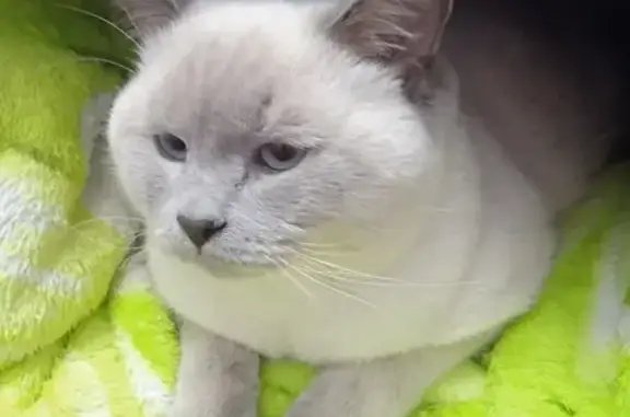 Кошки потеряшки, Железногорск, фото: Потеряшка кот на улице Мира, Железногорск