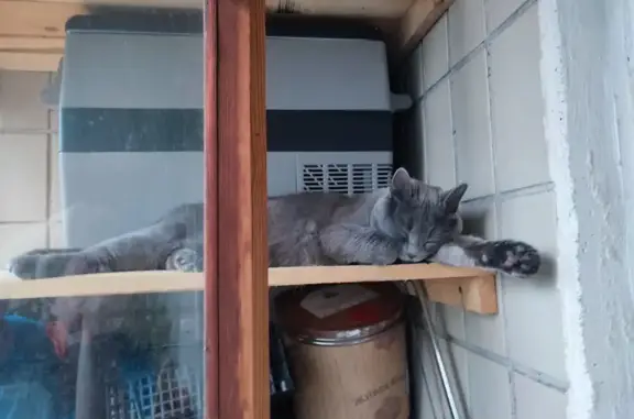 Потерянные животные Петрозаводск, фото: Пропала кошка, Лососинское ш., 31 к1, Петрозаводск