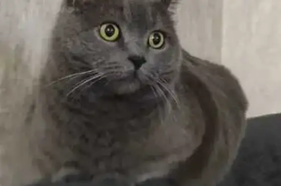 Кошки потеряшки, Краснодар, фото: Потеряшка кот, Клубничная улица, 405