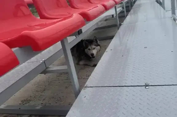 Найдена собака, Белый Яр, фото: Найдена хаски, Кольцевая 60, Белый Яр