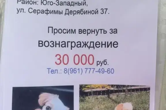 Пропала собака на Серафимы Дерябиной, Екб
