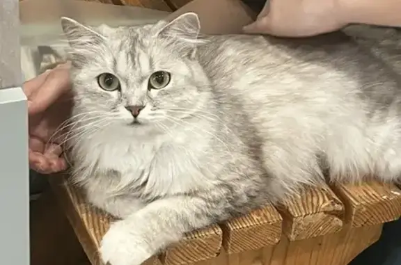 Кошки потеряшки, Можга, фото: Потеряшка кошка Няша, Ягодный проезд, Можга