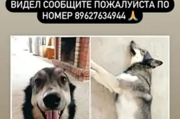 Пропала собака на улице Герцена, Краснодар