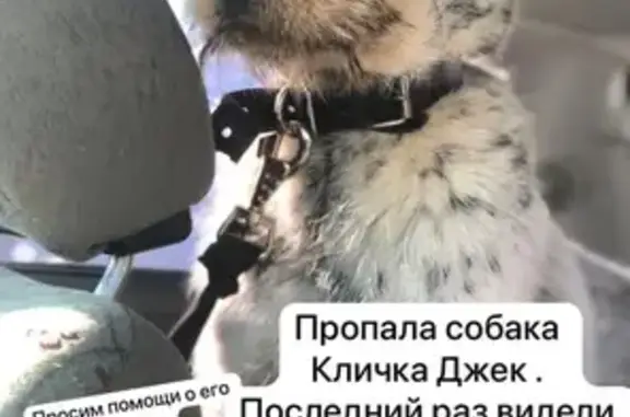 Собаки потеряшки, Казань, фото: Потеряшка собака, Казань, Татарстан