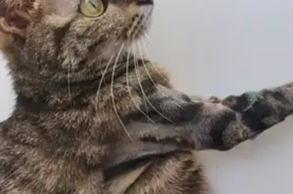 Кошки потеряшки, Заречный, фото: Потеряшка кошка, ул. Лермонтова 25, Заречный