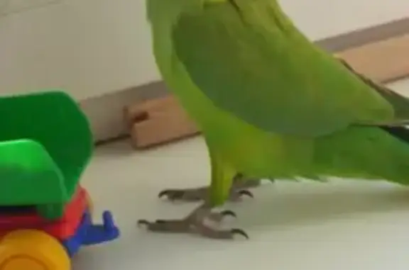 Пропал попугай, ул. Дениса Давыдова, 7