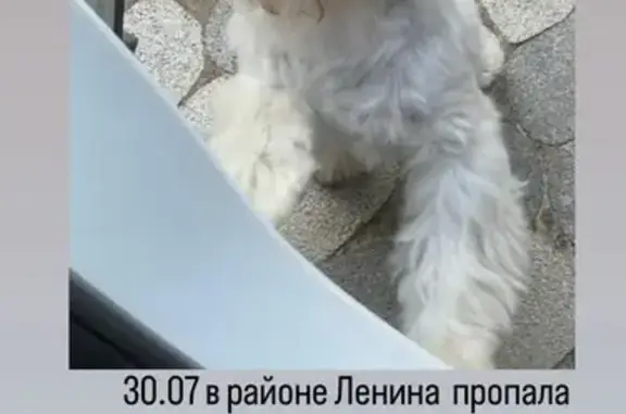 Пропала собака, Потапинский пер., 4А, Ростов-на-Дону