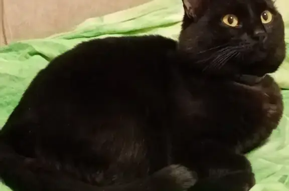 Кошки потеряшки, , фото: Потеряшка чёрный кот, Железнодорожная, 15