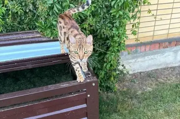 Кошки потеряшки, Семеновка, фото: Потеряшка бенгальский кот, Интернатская 9