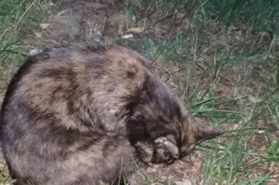 Найдена кошка, ул. Юрьева 8/7, Чебоксары