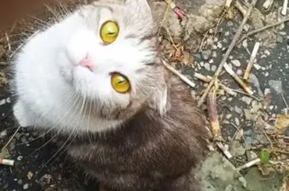 Найдена кошка, Дзержинск, фото: Найдена кошка, Петрищева 12, Дзержинск