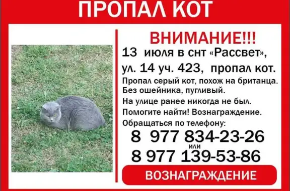Пропала кошка Бася, Рабочая ул., 7, Воровского