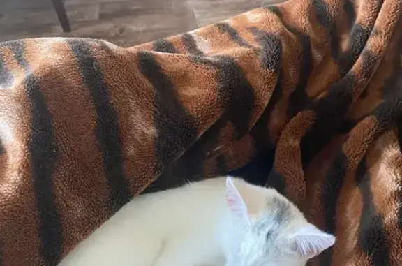 Потерянные животные Воткинск, фото: Пропала белая кошка, Разинский проезд, Воткинск