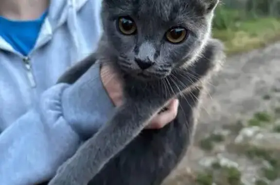 Найдена кошка, Советская улица, Татаново