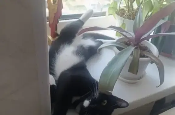 Кошки потеряшки, Сокуры, фото: Потеряшка кошка, Новые Сокуры, Татарстан