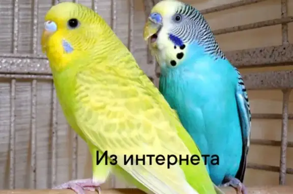 Пропали попугаи, ул. Олеко Дундича, 23/2