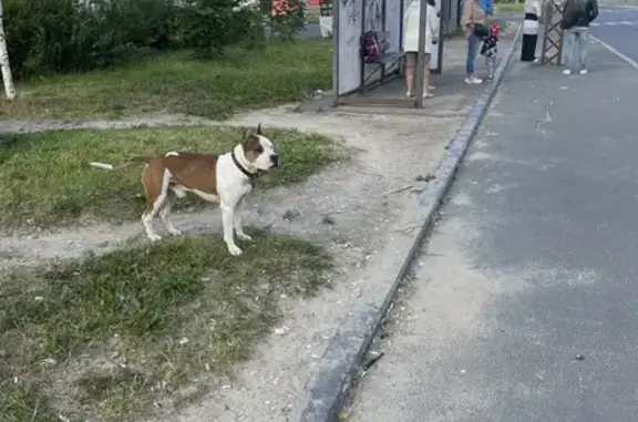 Собака найдена на Лососинском шоссе, Петрозаводск