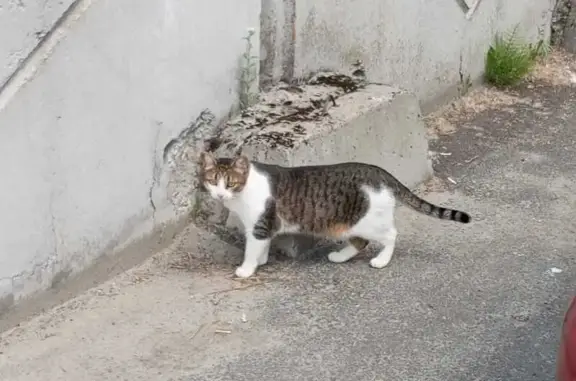 Пропала кошка Бусинка, ул. Володарского, 5