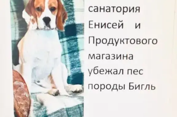 Собаки потеряшки, Красноярск, фото: Потеряшка собака, Красноярск, Красноярский край