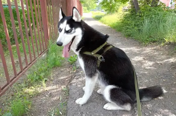 Пропала собака на Лесопарковой, Магнитогорск