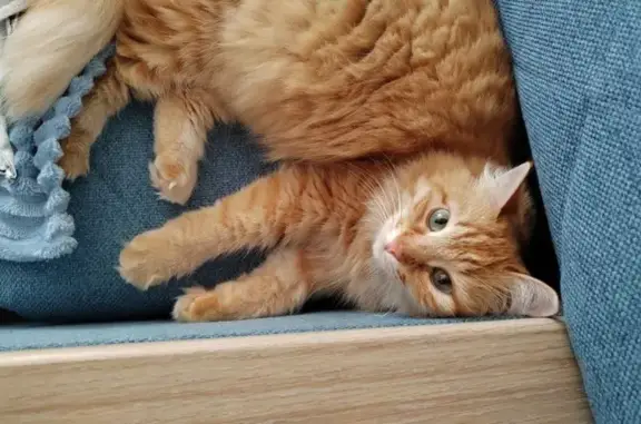 Найденные животные Тверь, фото: Найдена кошка на Оснабрюкской, 12, Тверь