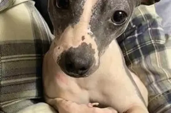 Собаки потеряшки, Кувшиново, фото: Потеряшка собака в Кувшиново, Тверская обл.