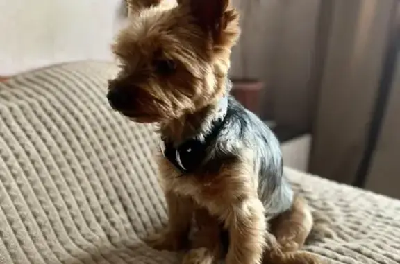 Найдена собака, Черская волость, фото: Найдена собака на трассе Р-23, Черская волость