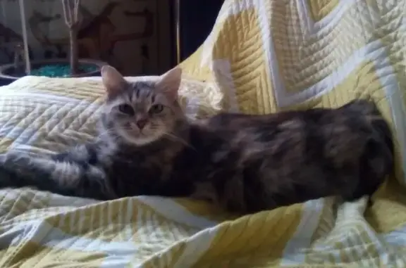 Кошки потеряшки, Санкт-Петербург, фото: Потеряшка кошка, наб. Обводного канала, СПб