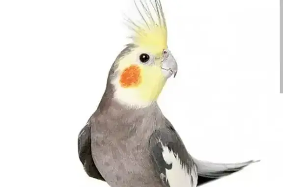 Пропал попугай, Гагарина 113, Калининград