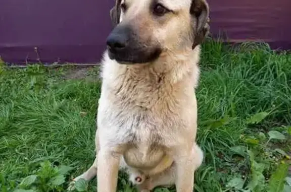 Пропала собака на Радиозаводской, Рязань