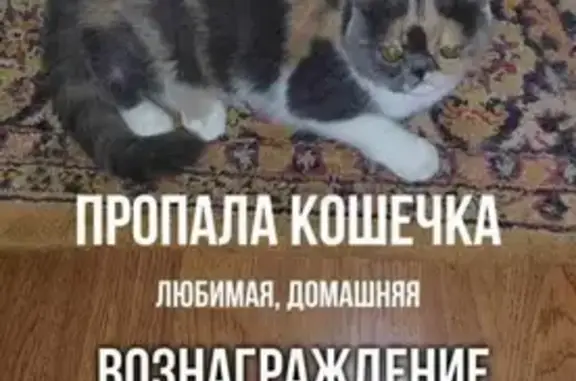 Пропала кошка, ул. Свободы, 7, Таганрог