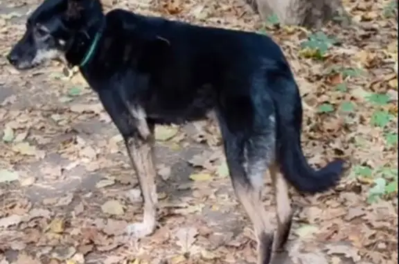 Пропала собака в Ершово, Московская область