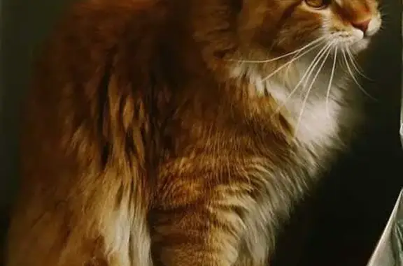 Кошки потеряшки, Иркутск, фото: Потеряшка кот, Снт Орбита-1, 19км Байкальского тракта