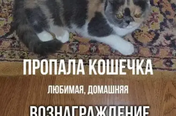 Пропала персидская кошка, Таганрог, Ростовская область
