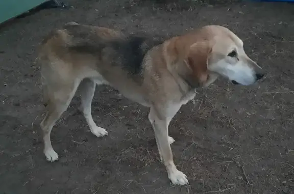 Собака найдена на Заречной ул., озеро Селигер